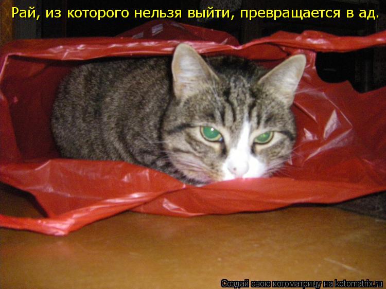 Котоматрица: Рай, из которого нельзя выйти, превращается в ад.