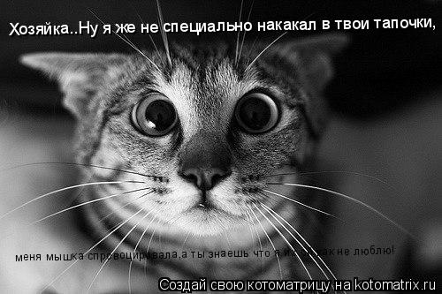 Котоматрица: Хозяйка..Ну я же не специально накакал в твои тапочки, меня мышка спровоцировала,а ты знаешь что я их ой как не люблю!