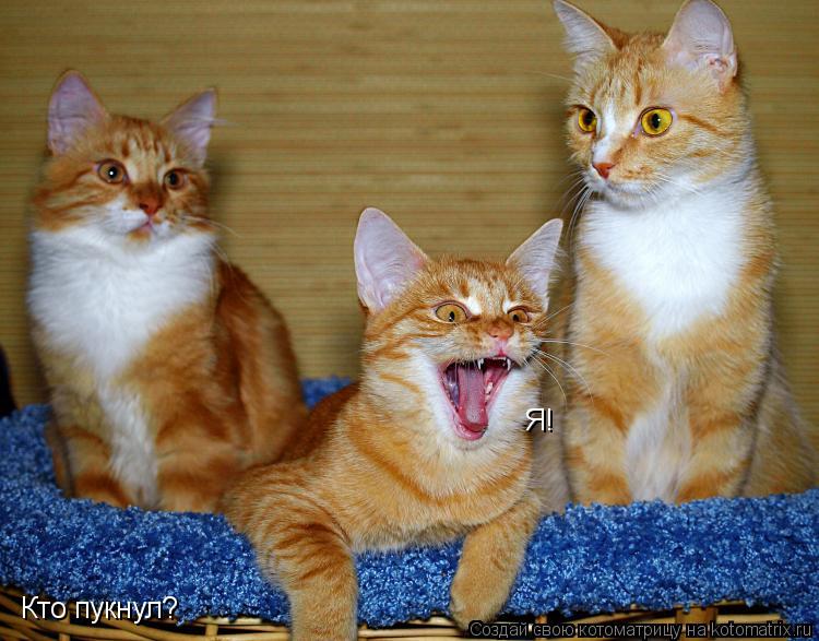 Котоматрица: Кто пукнул? Я!