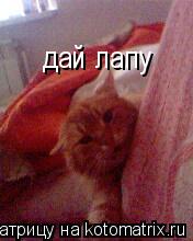 Котоматрица: дай лапу