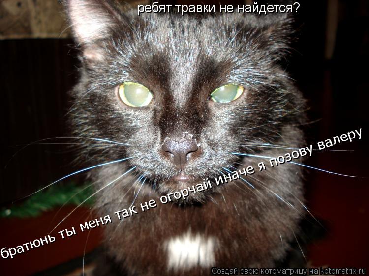 Котоматрица: ребят травки не найдется? нет братюнь ты меня так не огорчай иначе я буду вынужден позвать друга валеру братюнь ты меня так не огорчай иначе