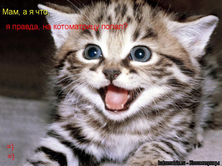 Котоматрица: Мам, а я что,  я правда, на котоматрицу попал? =) =)
