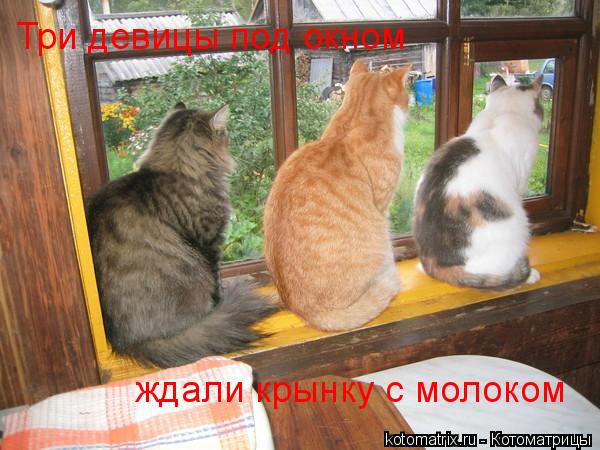 Котоматрица: Три девицы под окном ждали крынку с молоком