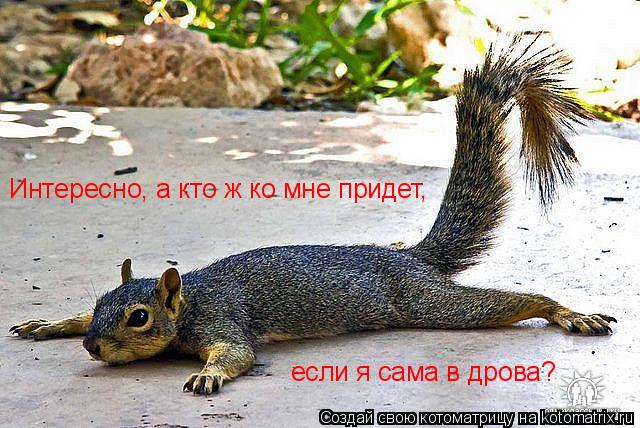 Котоматрица: Интересно, а кто ж ко мне придет,  если я сама в дрова?