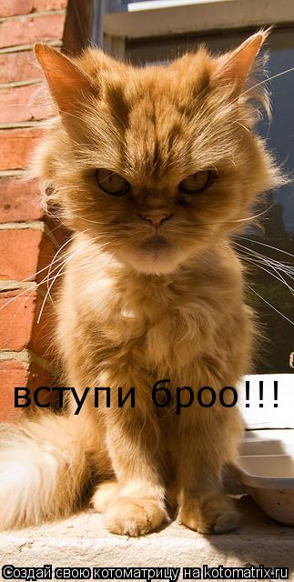 Котоматрица: вступи броо!!!