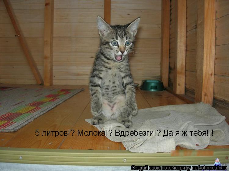 5 литров!? Молока!? Вдребезги!? Да я ж тебя!!!... Котоматрица: 5 литров!? Молока!? Вдребезги!? Да я ж тебя!!!