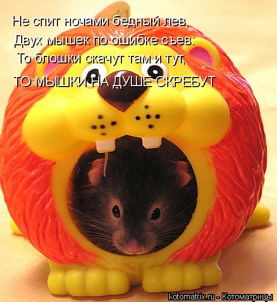 Не спит ночами бедный лев, Двух мышек по ошибке съев: То блошки скачут там и тут, ТО МЫШКИ НА ДУШЕ СК... Котоматрица: Не спит ночами бедный лев, Двух мышек по ошибке съев: То блошки скачут там и тут, ТО МЫШКИ НА ДУШЕ СКРЕБУТ