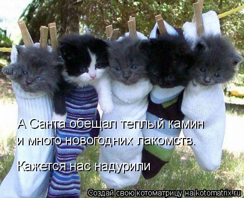 А Санта обещал теплый камин и много новогодних лакомств. Кажется нас надурили... Котоматрица: А Санта обещал теплый камин и много новогодних лакомств. Кажется нас надурили