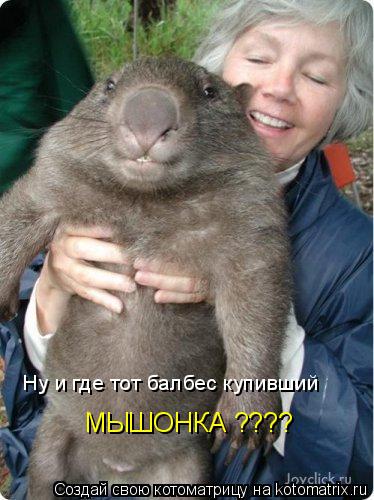 Ну и где тот балбес купивший Ну и где тот балбес купивший МЫШОНКА ????... Котоматрица: Ну и где тот балбес купивший Ну и где тот балбес купивший МЫШОНКА ????
