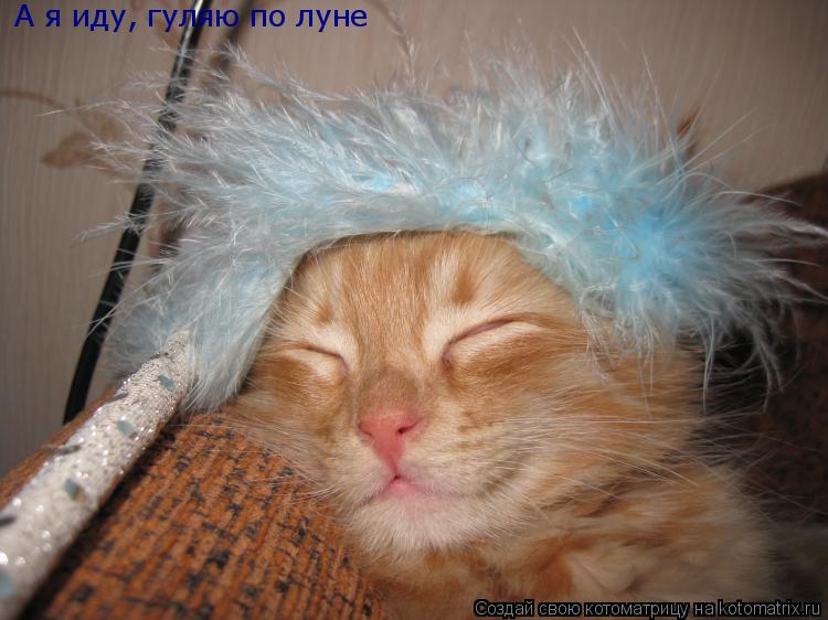 А я иду, гуляю по луне... Котоматрица: А я иду, гуляю по луне