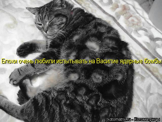 Блохи очень любили испытывать на Василие ядерные бомбы... Котоматрица: Блохи очень любили испытывать на Василие ядерные бомбы