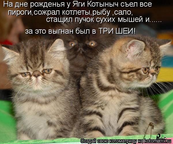 На дне рожденья у Яги Котыныч съел все пироги,сожрал котлеты,рыбу ,сало, стащил пучок сухих мышей и.... Котоматрица: На дне рожденья у Яги Котыныч съел все пироги,сожрал котлеты,рыбу ,сало, стащил пучок сухих мышей и...... за это выгнан был в ТРИ ШЕИ!