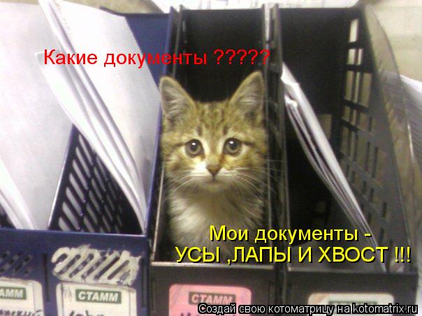 Какие документы ????? Мои документы - УСЫ ,ЛАПЫ И ХВОСТ !!!... Котоматрица: Какие документы ????? Мои документы - УСЫ ,ЛАПЫ И ХВОСТ !!!
