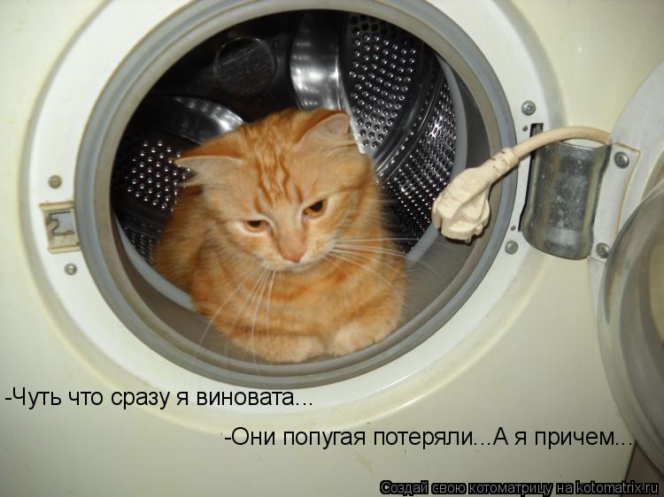 -Чуть что сразу я виновата... -Они попугая потеряли...А я причем...... Котоматрица: -Чуть что сразу я виновата... -Они попугая потеряли...А я причем...