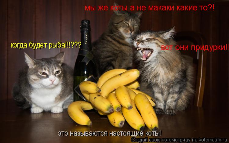 вот они придурки!!! мы же коты а не макаки какие то?! когда будет рыба!!!??? это называются настоящие... Котоматрица: вот они придурки!!! мы же коты а не макаки какие то?! когда будет рыба!!!??? это называются настоящие коты!