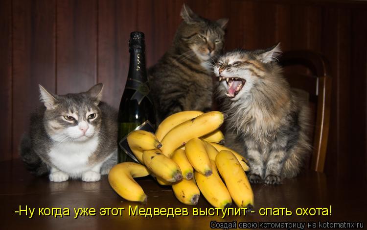 -Ну когда уже этот Медведев выступит - спать охота!... Котоматрица: -Ну когда уже этот Медведев выступит - спать охота!