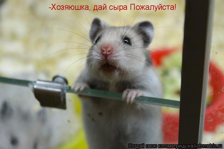 -Хозяюшка, дай сыра Пожалуйста!... Котоматрица: -Хозяюшка, дай сыра Пожалуйста!