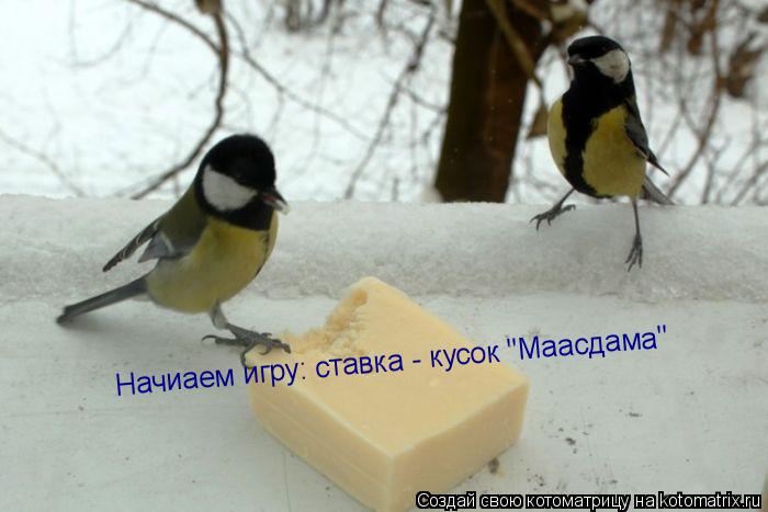 Начиаем игру: ставка - кусок "Маасдама"... Котоматрица: Начиаем игру: ставка - кусок "Маасдама"