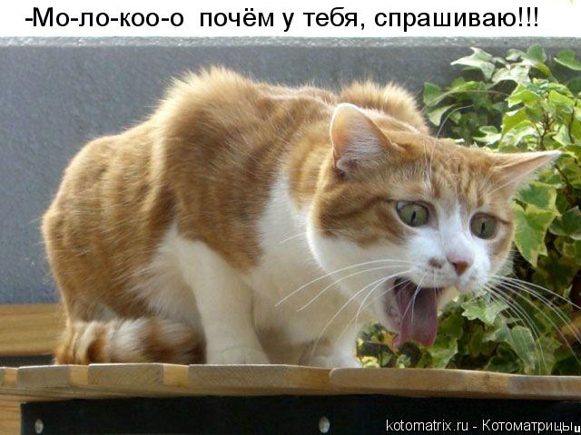 -Мо-ло-коо-о почём у тебя, спрашиваю!!!... Котоматрица: -Мо-ло-коо-о почём у тебя, спрашиваю!!!