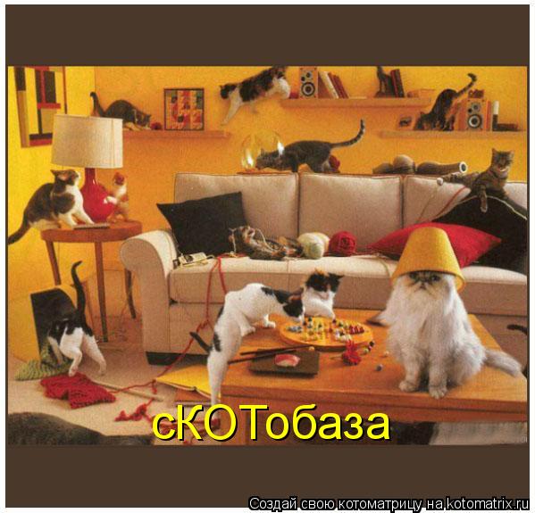 сКОТобаза... Котоматрица: сКОТобаза
