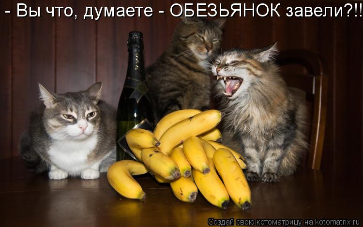 - Вы что, думаете - ОБЕЗЬЯНОК завели?!!... Котоматрица: - Вы что, думаете - ОБЕЗЬЯНОК завели?!!