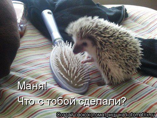 Маня! Что с тобой сделали?... Котоматрица: Маня! Что с тобой сделали?