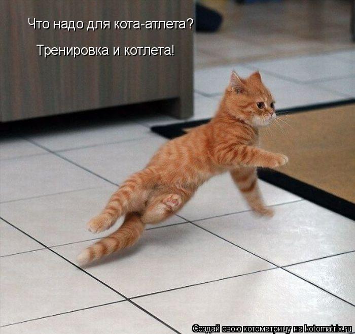 Что надо для кота-атлета? Тренировка и котлета!... Котоматрица: Что надо для кота-атлета? Тренировка и котлета!
