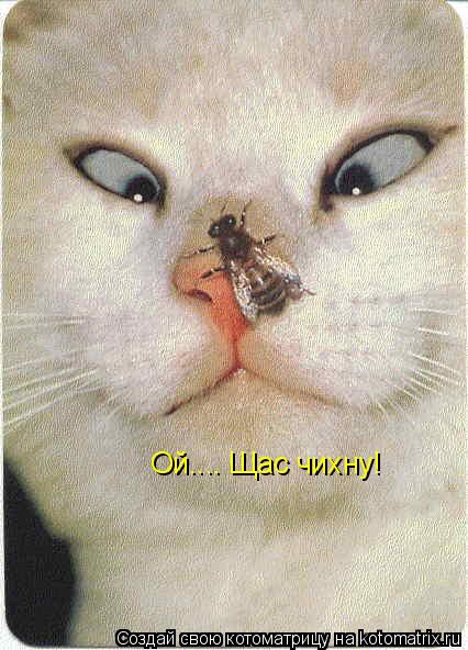 Ой.... Щас чихну!... Котоматрица: Ой.... Щас чихну!