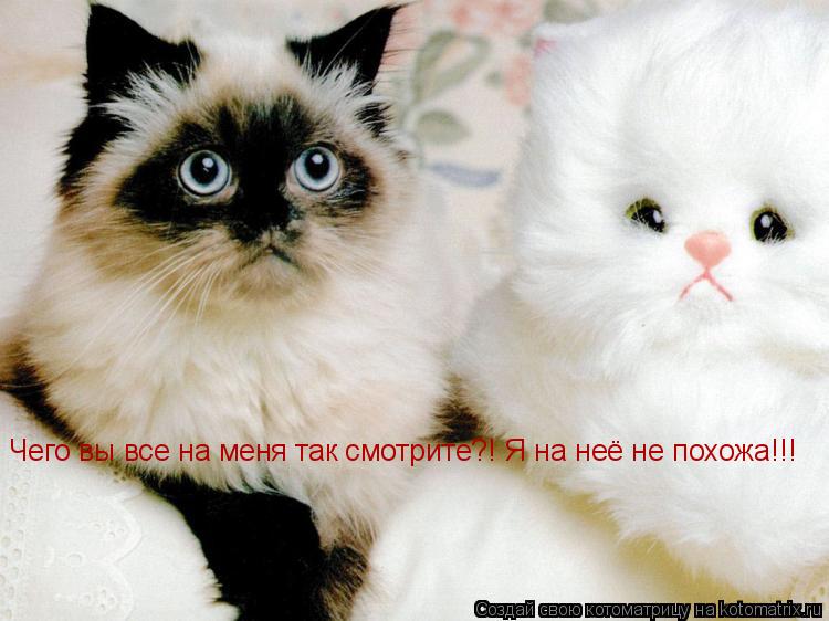 Чего вы все на меня так смотрите?! Я на неё не похожа!!!... Котоматрица: Чего вы все на меня так смотрите?! Я на неё не похожа!!!