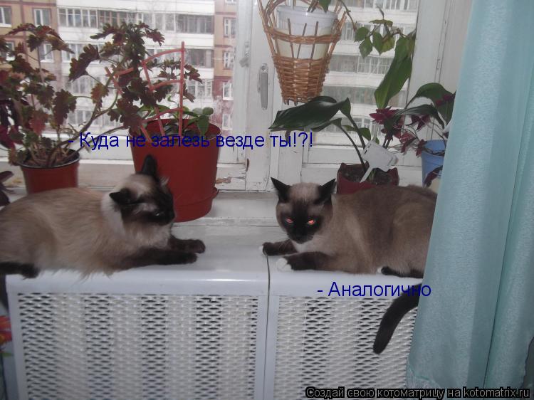 - Куда не залезь везде ты!?! - Аналогично... Котоматрица: - Куда не залезь везде ты!?! - Аналогично