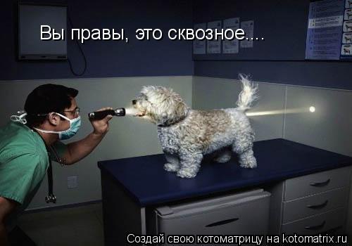 Вы правы, это сквозное....... Котоматрица: Вы правы, это сквозное....