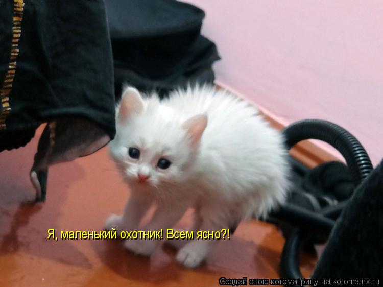 Я, маленький охотник! Всем ясно?!... Котоматрица: Я, маленький охотник! Всем ясно?!