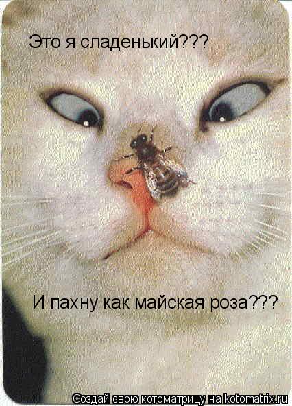 Это я сладенький??? И пахну как майская роза???... Котоматрица: Это я сладенький??? И пахну как майская роза???