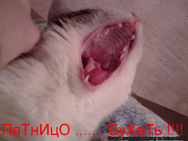 ПяТнИцО ....... БуХаТь !!!!... Котоматрица: ПяТнИцО ....... БуХаТь !!!!
