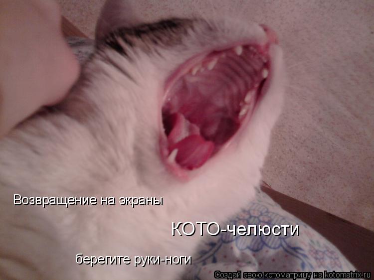 Возвращение на экраны КОТО-челюсти берегите руки-ноги... Котоматрица: Возвращение на экраны КОТО-челюсти берегите руки-ноги