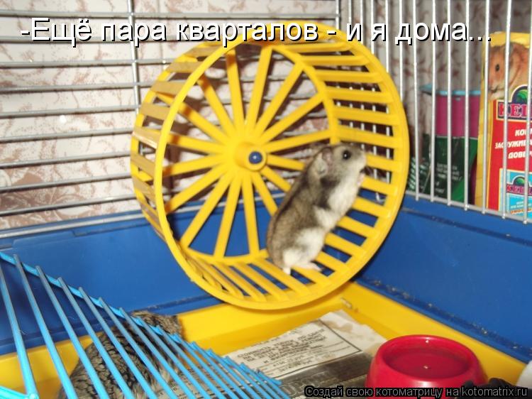 -Ещё пара кварталов - и я дома...... Котоматрица: -Ещё пара кварталов - и я дома...