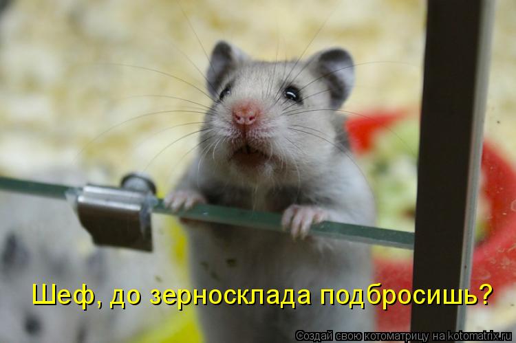 Шеф, до зерносклада подбросишь?... Котоматрица: Шеф, до зерносклада подбросишь?