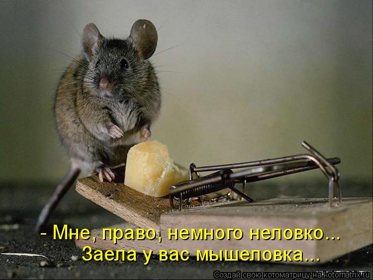 - Мне, право, немного неловко... Заела у вас мышеловка...... Котоматрица: - Мне, право, немного неловко... Заела у вас мышеловка...