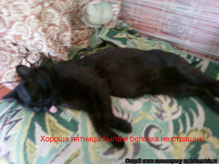 Хороша пятница была и белочка не страшна!... Котоматрица: Хороша пятница была и белочка не страшна!
