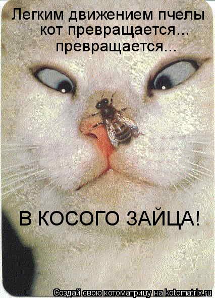 Легким движением пчелы кот превращается... превращается... В КОСОГО ЗАЙЦА!... Котоматрица: Легким движением пчелы кот превращается... превращается... В КОСОГО ЗАЙЦА!