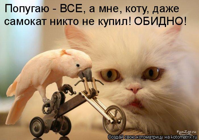 Попугаю - ВСЕ, а мне, коту, даже самокат никто не купил! ОБИДНО!... Котоматрица: Попугаю - ВСЕ, а мне, коту, даже самокат никто не купил! ОБИДНО!