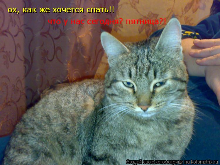 ох, как же хочется спать!! что у нас сегодня? пятница?!... Котоматрица: ох, как же хочется спать!! что у нас сегодня? пятница?!