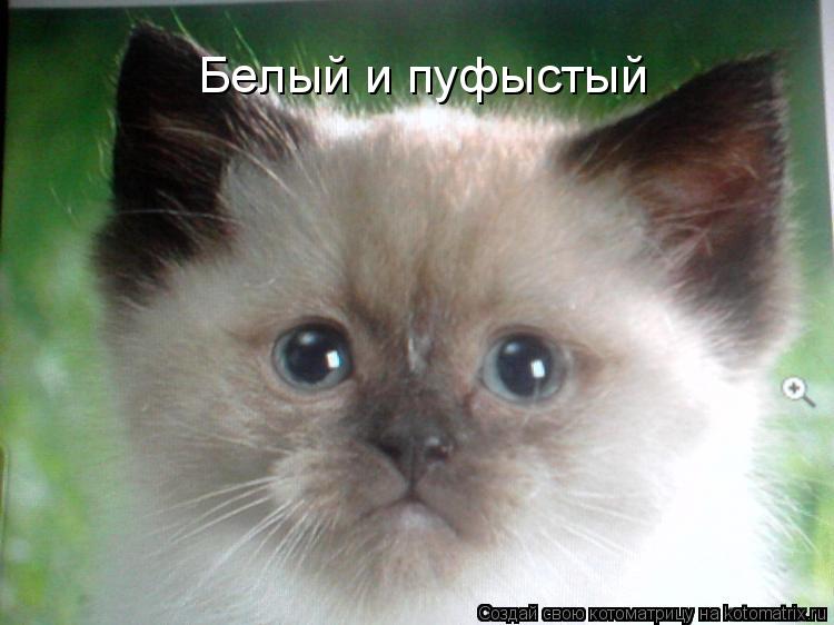 Белый и пуфыстый... Котоматрица: Белый и пуфыстый