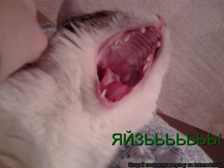 ЯЙЗЬЬЬЬЬЬЬ!... Котоматрица: ЯЙЗЬЬЬЬЬЬЬ!