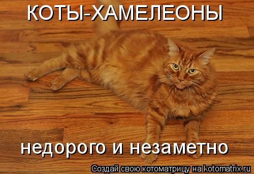 КОТЫ-ХАМЕЛЕОНЫ недорого и незаметно... Котоматрица: КОТЫ-ХАМЕЛЕОНЫ недорого и незаметно