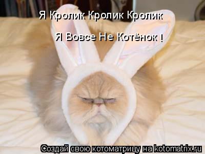 Я Кролик Кролик Кролик Я Вовсе Не Котёнок !... Котоматрица: Я Кролик Кролик Кролик Я Вовсе Не Котёнок !