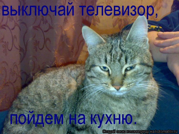 выключай телевизор, пойдем на кухню.... Котоматрица: выключай телевизор, пойдем на кухню.