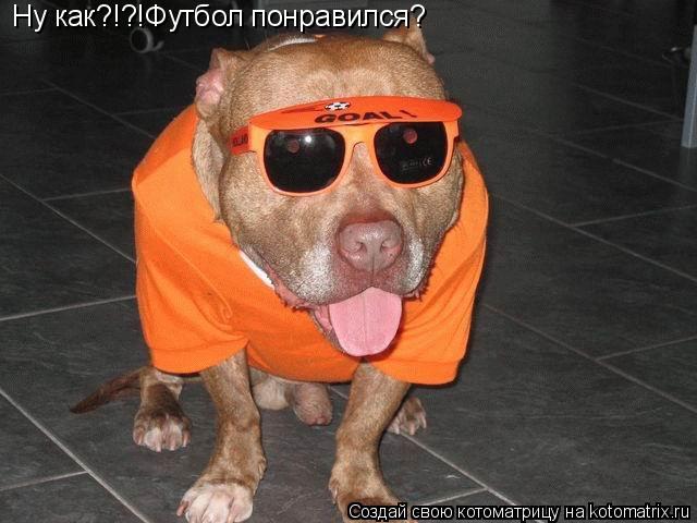 Ну как?!?!Футбол понравился?... Котоматрица: Ну как?!?!Футбол понравился?