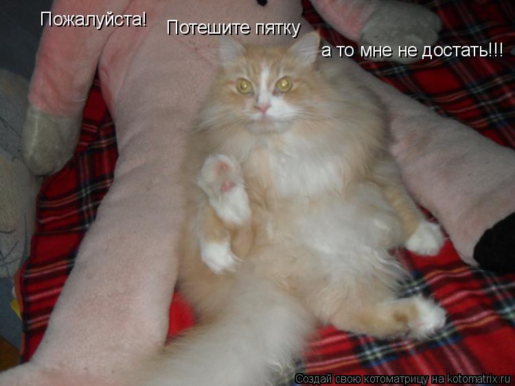 Пожалуйста! а то мне не достать Потешите пятку !!!... Котоматрица: Пожалуйста! а то мне не достать Потешите пятку !!!