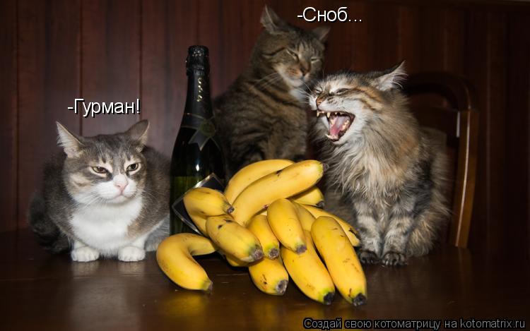 -Гурман! -Сноб...... Котоматрица: -Гурман! -Сноб...